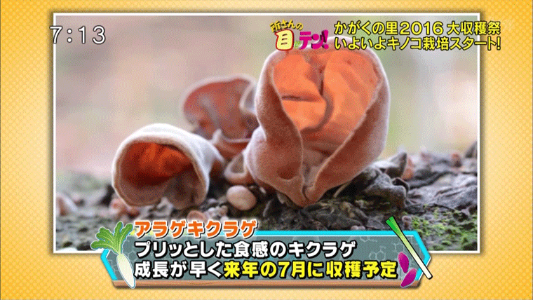 【所さんの目がテン！】日本テレビ系列　12月11日放送　■秋の大収穫祭・完▽荒れ放題の裏山で所さんが木を伐採！科学的キノコ栽培もスタート